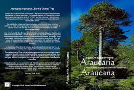 Araucaria Araucana.jpeg