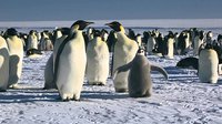 National Geographic March of the Penguins
