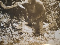 1930-ingagi-gorilla-exploitation_1_0e83801da36e7d724d7f68c2fe221906.jpg