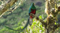 Discoveries Costa Rica: Birds Documentary
