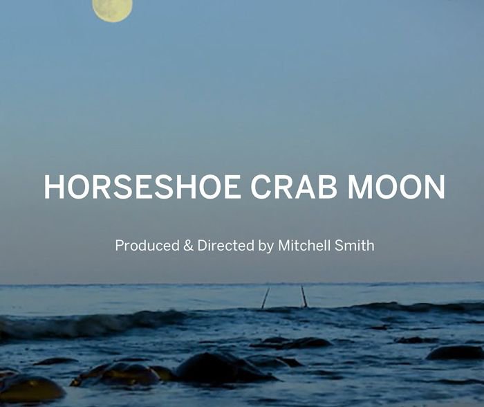 Horseshoe Crab Moon.jpeg