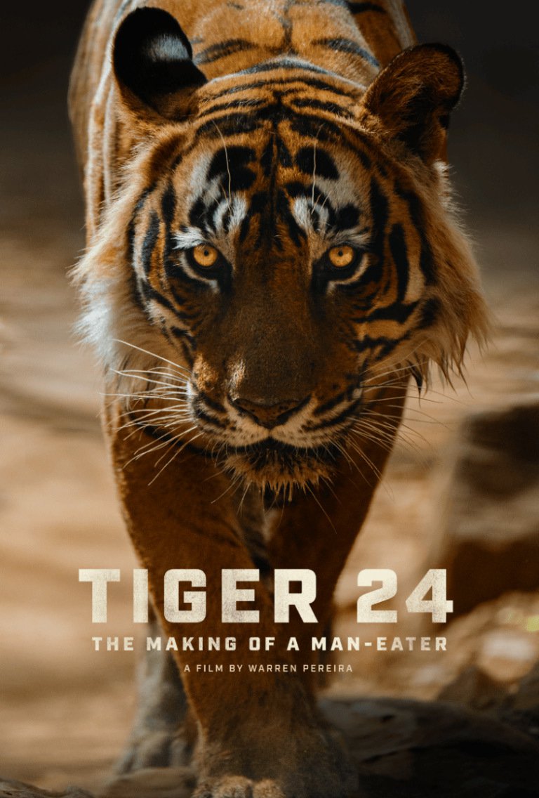 Tiger 24 Animal Documentary