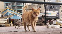 Cats of Malta Animals Film